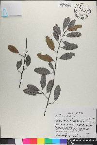 Erythroxylum longipes image