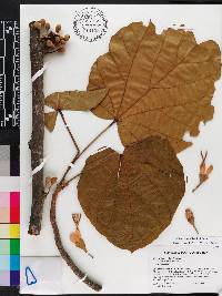 Matisia cordata image