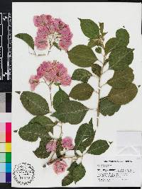 Bougainvillea glabra image