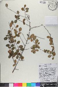 Erythroxylum rotundifolium image