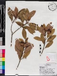 Persea palustris image
