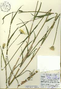Tragopogon soltisiorum image