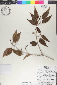 Syzygium aromaticum image