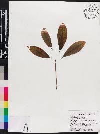 Ceiba pentandra image