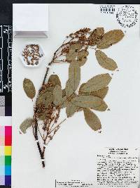 Lonchocarpus luteomaculatus image