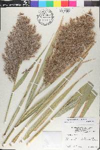 Phragmites australis image