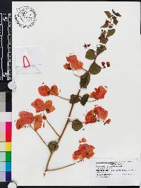 Bougainvillea buttiana image