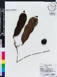 Mucuna argyrophylla image