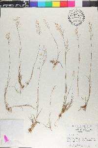 Agrostis capillaris image