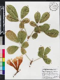 Handroanthus chrysotrichus image