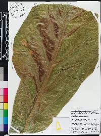 Anthurium schlechtendalii image