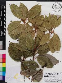 Neolitsea sericea image