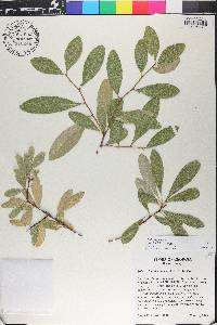 Sideroxylon tenax image