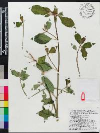 Euphorbia cyathophora image