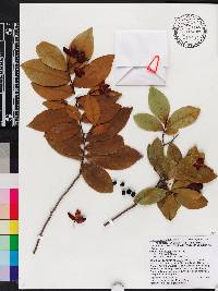 Ochna thomasiana image