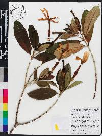 Tabernaemontana pachysiphon image