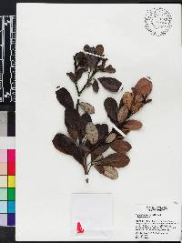 Tabebuia berteroi image