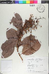 Davilla aspera image