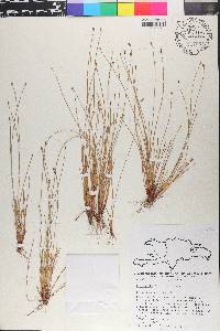Eleocharis filiculmis image