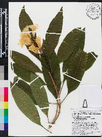 Tecoma castanifolia image