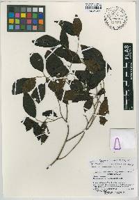 Miconia becqueri image