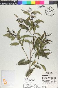 Solanum nudum image
