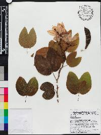 Bauhinia acuminata image