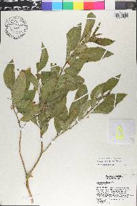 Solanum nudum image