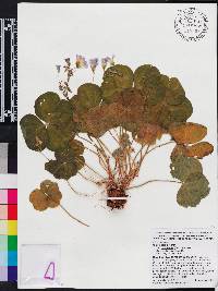 Oxalis debilis image