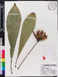 Erythrochiton brasiliensis image