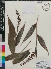 Elleanthus oliganthus image