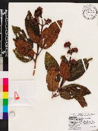 Miconia howardiana image