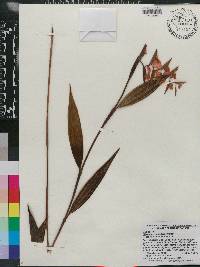 Elleanthus ampliflorus image