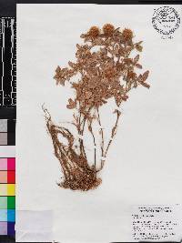 Trifolium diffusum image