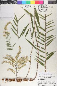 Solidago leavenworthii image