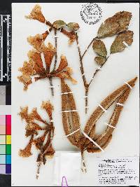 Handroanthus chrysotrichus image