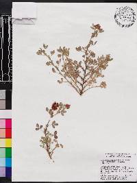 Trifolium polymorphum image