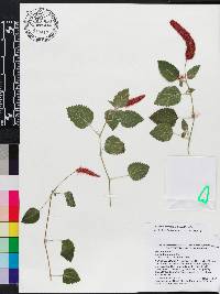 Acalypha herzogiana image