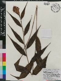Elleanthus tricallosus image