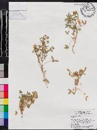 Trifolium strictum image