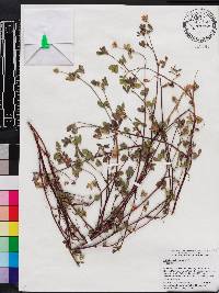Trifolium echinatum image