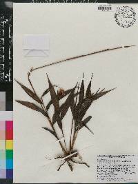 Elleanthus tricallosus image