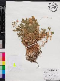 Trifolium fragiferum image