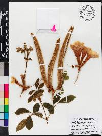 Handroanthus ochraceus image