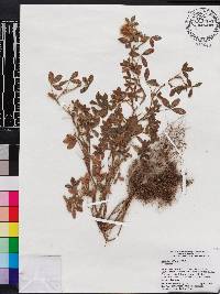 Trifolium diffusum image