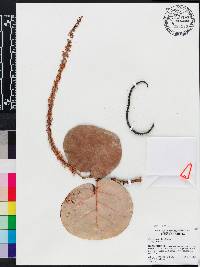 Coccoloba uvifera image