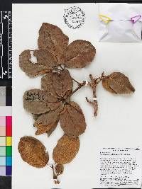 Handroanthus serratifolius image