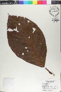 Coccoloba belizensis image