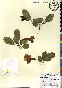 Tabebuia heterophylla image