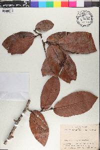 Coccoloba costata image